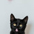 Милые чёрные котята в добрые руки - фото 6 к объявлению