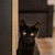 Милые чёрные котята в добрые руки - фото 7 к объявлению