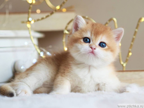 Золотая шиншилла кошка купить