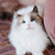 Голубоглазая красавица кошка Каша ищет дом! - фото 1 к объявлению