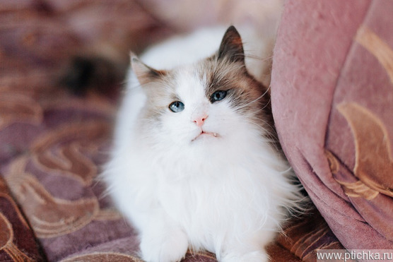 Голубоглазая красавица кошка Каша ищет дом! - фото 1 к объявлению