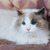 Голубоглазая красавица кошка Каша ищет дом! - фото 2 к объявлению