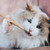 Голубоглазая красавица кошка Каша ищет дом! - фото 3 к объявлению