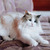 Голубоглазая красавица кошка Каша ищет дом! - фото 4 к объявлению