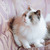 Голубоглазая красавица кошка Каша ищет дом! - фото 5 к объявлению