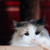 Голубоглазая красавица кошка Каша ищет дом! - фото 6 к объявлению