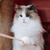 Голубоглазая красавица кошка Каша ищет дом! - фото 7 к объявлению