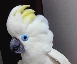   (Cacatua ophthalmica)     -    