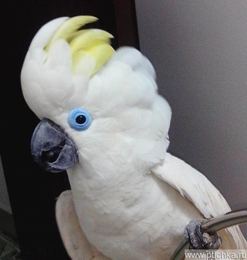   (Cacatua ophthalmica)     -    