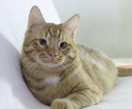 Молодой рыжий котик Семушка в дар - фото 1 к объявлению