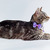 Ласковая Мусенька – красавица мраморного окраса в дар - фото 6 к объявлению