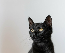 Чёрный котёнок Космос в добрые руки. - фото 1 к объявлению