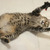 Веня – гиперласковый 7 мес котик в добрые руки - фото 6 к объявлению