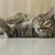 Веня – гиперласковый 7 мес котик в добрые руки - фото 1 к объявлению