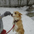 Солнечная собака в добрые руки - фото 2 к объявлению