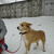 Солнечная собака в добрые руки - фото 4 к объявлению