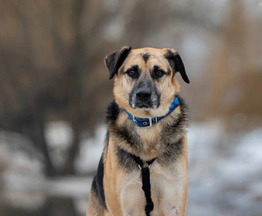 Ищет дом спокойный  трогательный пёс Хьюго #смелый_хьюго - фото 1 к объявлению