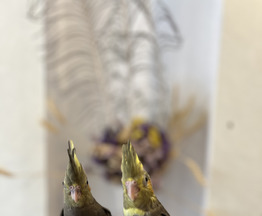 Продается попугай птенцы Кореллы - фотография  к объявлению