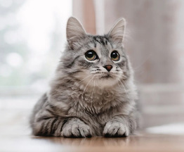 Ласковый кот Космос, фенотип мейн-куна, ищет семью! - фото 1 к объявлению