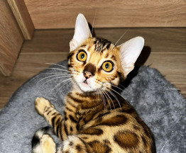 Продается бенгальская кошка (бенгал) - фотография  к объявлению