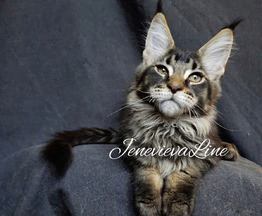 Продается мейн кун (американская енотовая кошка) - фото 1 к объявлению