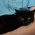 Ласковая молоденькая кошка Лизонька в добрые руки - фото 1 к объявлению