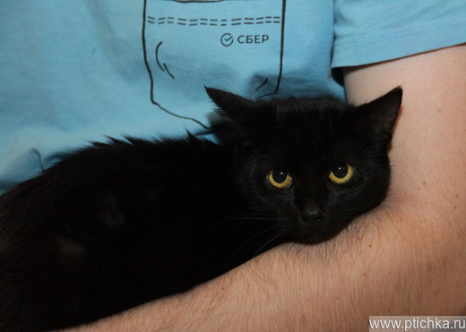 Ласковая молоденькая кошка Лизонька в добрые руки - фото 1 к объявлению