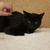 Ласковая молоденькая кошка Лизонька в добрые руки - фото 3 к объявлению