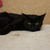 Ласковая молоденькая кошка Лизонька в добрые руки - фото 4 к объявлению