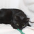 Шикарная черная кошка Сара ищет семью! - фото 4 к объявлению