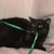 Шикарная черная кошка Сара ищет семью! - фото 5 к объявлению