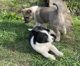 Продаются щенки западносибирской лайки - фото 1 к объявлению