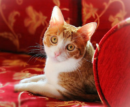Котик Боня - комнатное солнышко! В добрые руки - фото 1 к объявлению