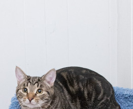 Прекрасный кот Кальман мраморного окраса ищет ответственную, надежную и любящую семью. - фото 1 к объявлению