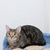 Прекрасный кот Кальман мраморного окраса ищет ответственную, надежную и любящую семью. - фото 1 к объявлению