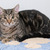 Прекрасный кот Кальман мраморного окраса ищет ответственную, надежную и любящую семью. - фото 2 к объявлению