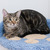 Прекрасный кот Кальман мраморного окраса ищет ответственную, надежную и любящую семью. - фото 4 к объявлению