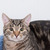 Прекрасный кот Кальман мраморного окраса ищет ответственную, надежную и любящую семью. - фото 6 к объявлению