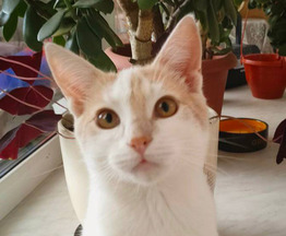 Ласковый котенок Рэй в добрые руки - фото 1 к объявлению