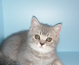 Британский котик - фотография  к объявлению