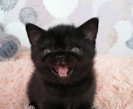 Британский котик - фотография  к объявлению