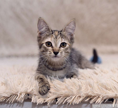 ����� ���� ���������� ������ - ���� 1 � ����������