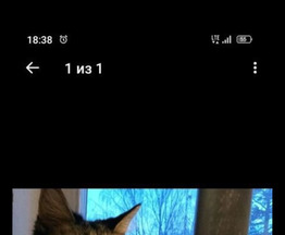 Мейн кун (американская енотовая кошка) ищет заботливых хозяев - фотография  к объявлению
