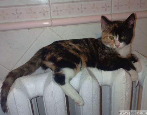 ����������� ��������������� ����� ���� ���������� ������ - ���� 1 � ����������