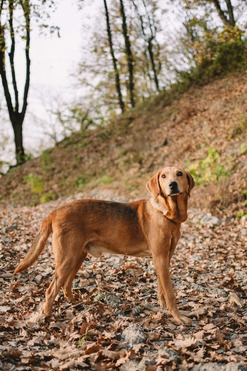 ������ ���� ���������� ������ - ���� 1 � ����������