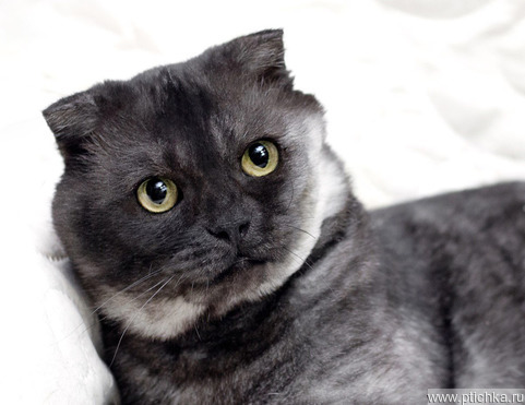 ����������� ��������� ����� (������� ����) ���� ���������� ������ - ���� 1 � ����������