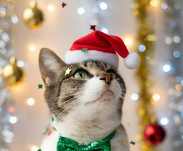 ������� ����� ���� ���� ��� � ���� ���������� ���� - ���� 1 � ����������