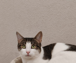 ����� � ������� ���� - ���� 1 � ����������