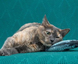 ��������� ������ � ������� ����� - ���� 1 � ����������