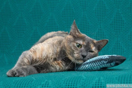 ��������� ������ � ������� ����� - ���� 1 � ����������